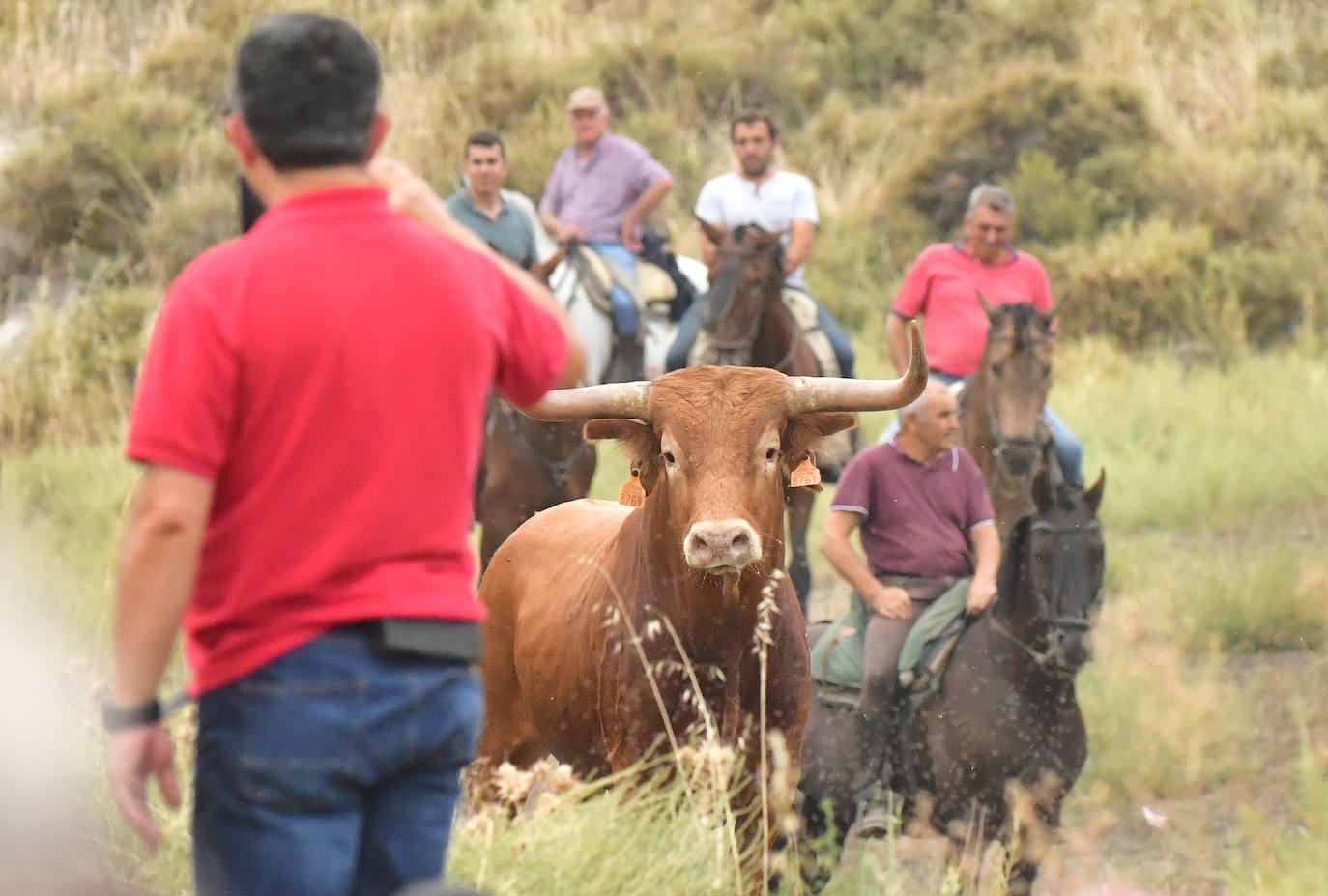 Las mejores imágenes del encierro de Arrabal de Portillo