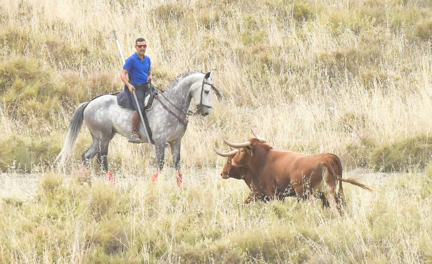 Las mejores imágenes del encierro de Arrabal de Portillo