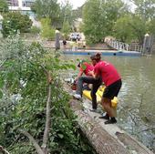 Despejan el cauce del Pisuerga al retirar árboles de 12 metros