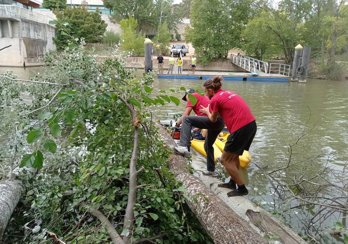 Voluntarios trabajan en el río para retirar las ramas.