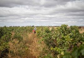 Una persona trabaja en un viñedo de Valtiendas, en la provincia de Segovia.