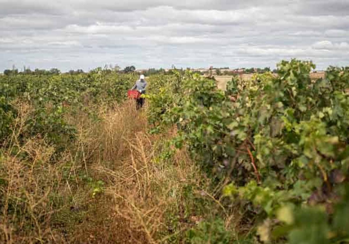 Una persona trabaja en un viñedo de Valtiendas, en la provincia de Segovia.