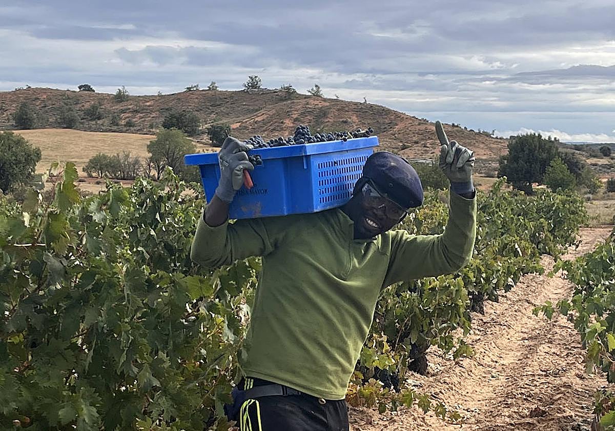 Los subsaharianos copan la mano de obra temporal en la vendimia de Ribera del Duero