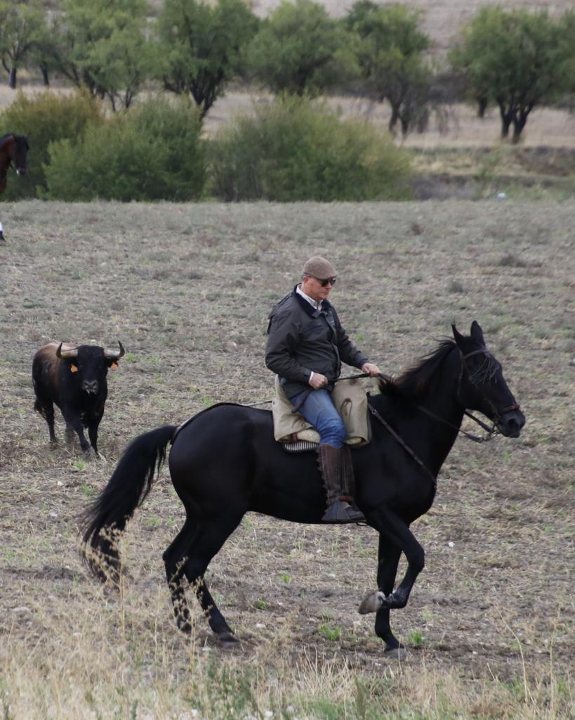 Las imágenes de los toros que se han escapado del encierro de Portillo