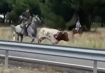 Dos toros y un buey se escapan en el encierro de Arrabal de Portillo
