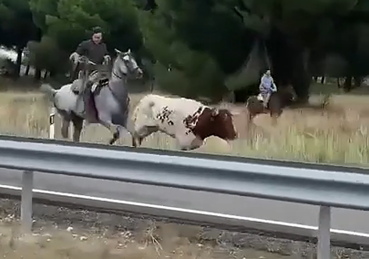 Un caballista, lazo en mano, trata de capturar al buey.