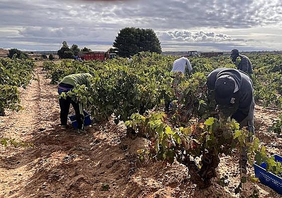 Varios temporeros en las labores de endimia.