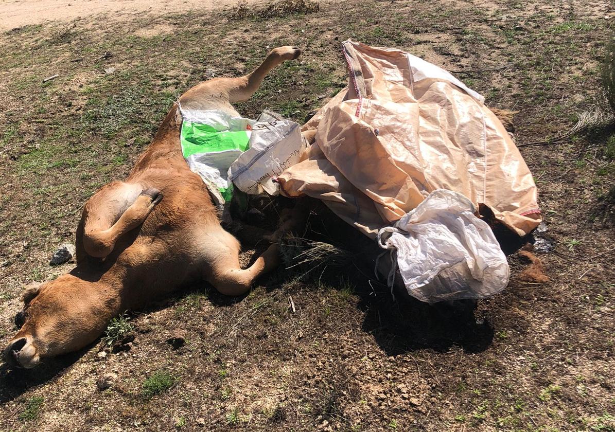 Tres terneros muertos en una finca de San Felices de los Gallegos, Salamanca, a la espera de ser recogidos desde hace una semana.