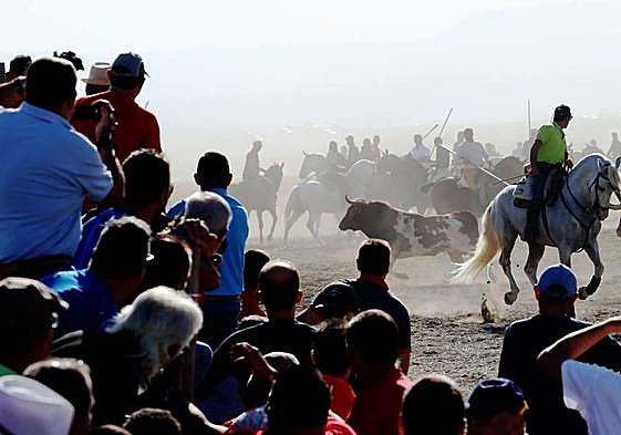 Encierro por el campo en la localidad de Mojados.