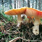 La fiebre micológica inunda los montes de Soria en busca de las primeras setas