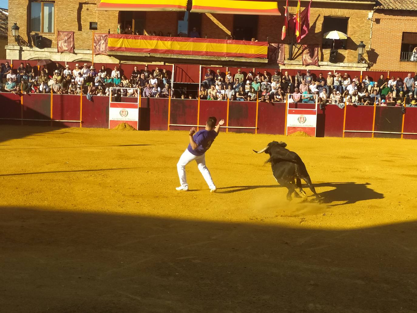 El Concurso de Cortes de Mayorga, en imágenes (I)