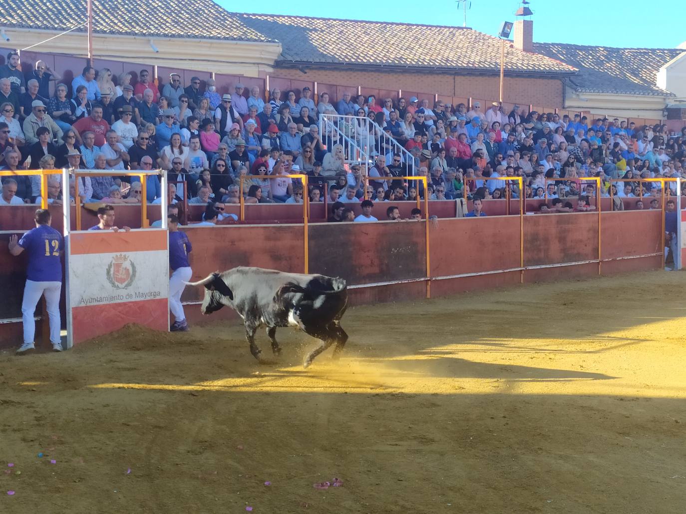 El Concurso de Cortes de Mayorga, en imágenes (I)