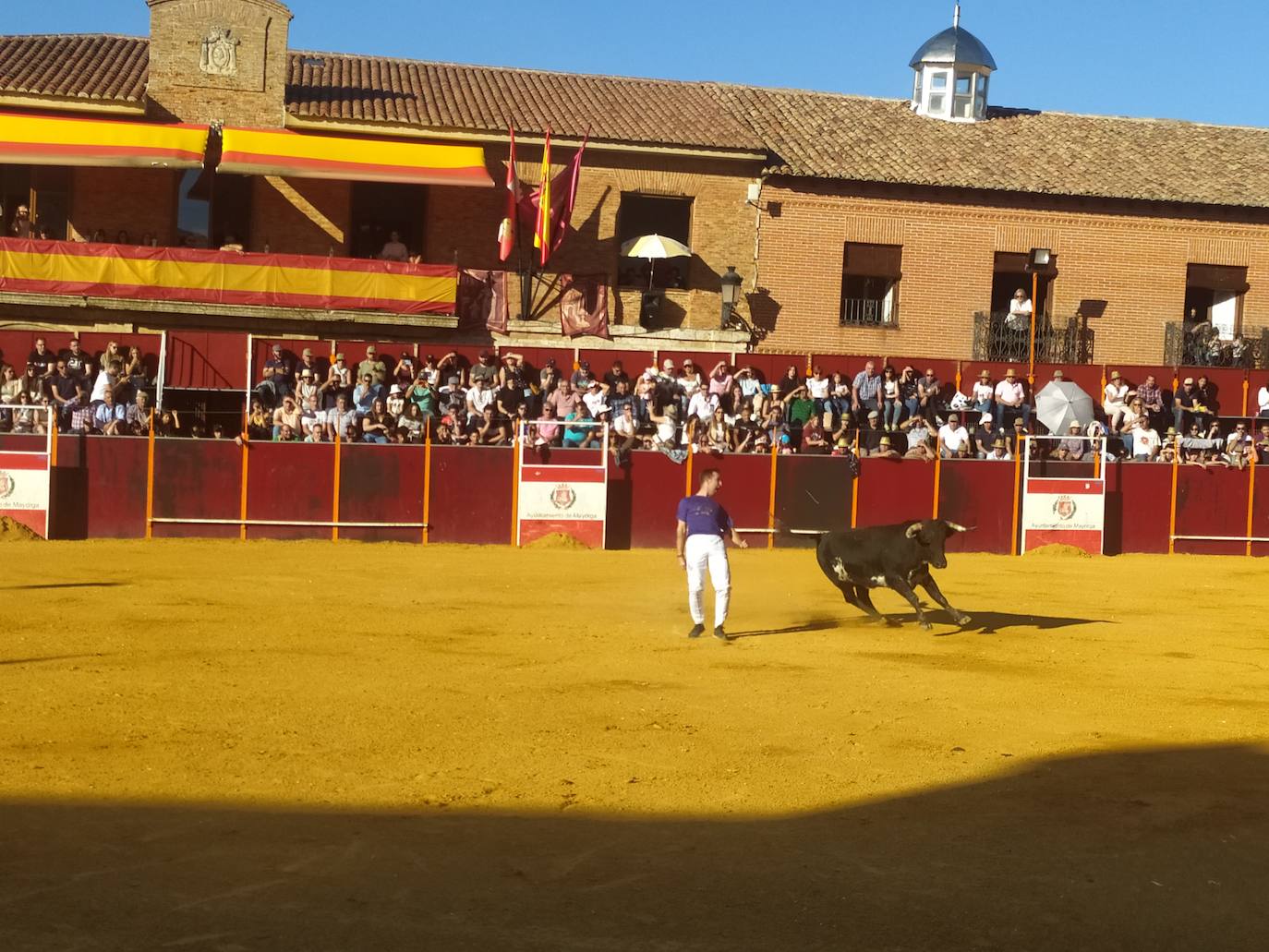 El Concurso de Cortes de Mayorga, en imágenes (I)