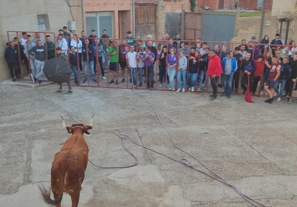 Decenas de aficionados disfrutan de la suelta.