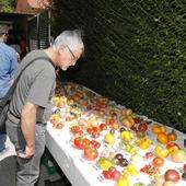 Los mejores tomates de España en la feria de Piñel de Abajo