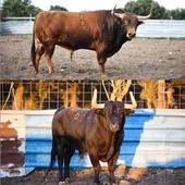 Íscar honrará a San Miguel con cuatro festejos taurinos