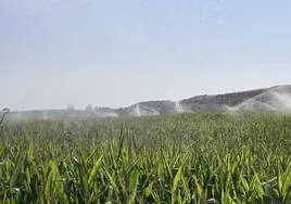 Riego de maíz esta campaña en el Bajo Duero, en la localidad vallisoletana de Pollos.