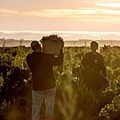 Punto final a la vendimia 2023 en Cuatro Rayas