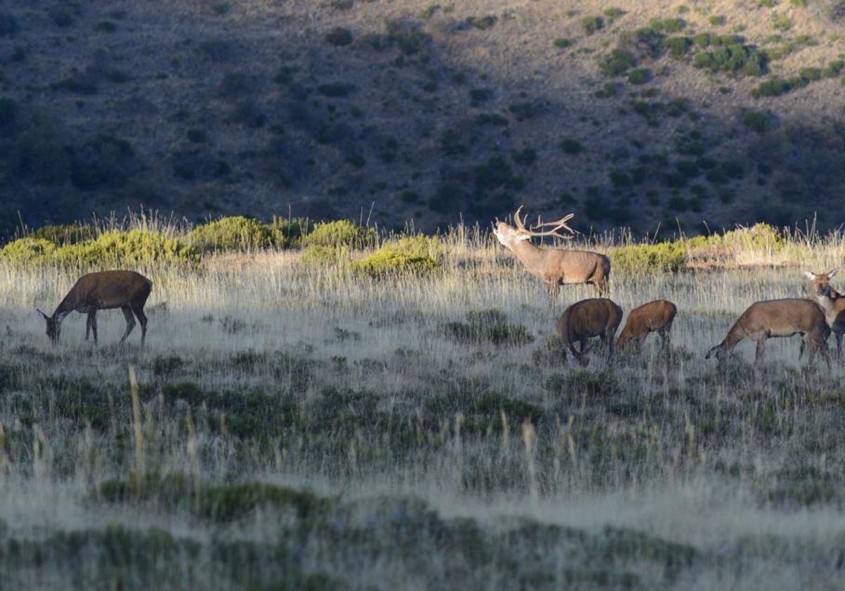 Ecologistas en Acción alarma de la disminución de machos de ciervo en la Montaña Palentina