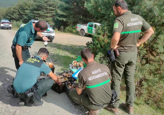 Agentes medioambientales y de la Guardia Civil pesan las cajas de boletus decomisados el jueves.