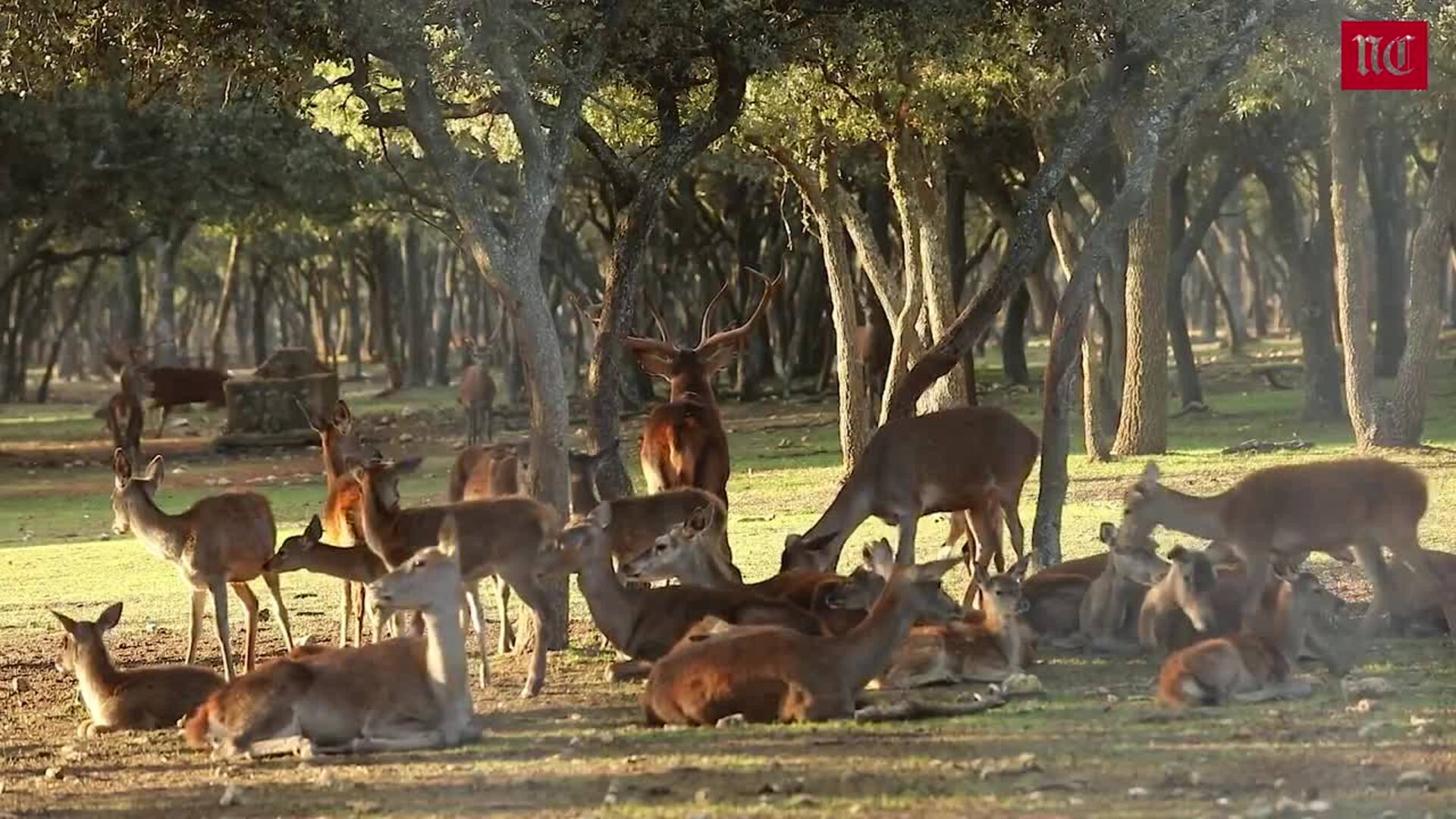 Descenso de machos de ciervo en la Montaña Palentina
