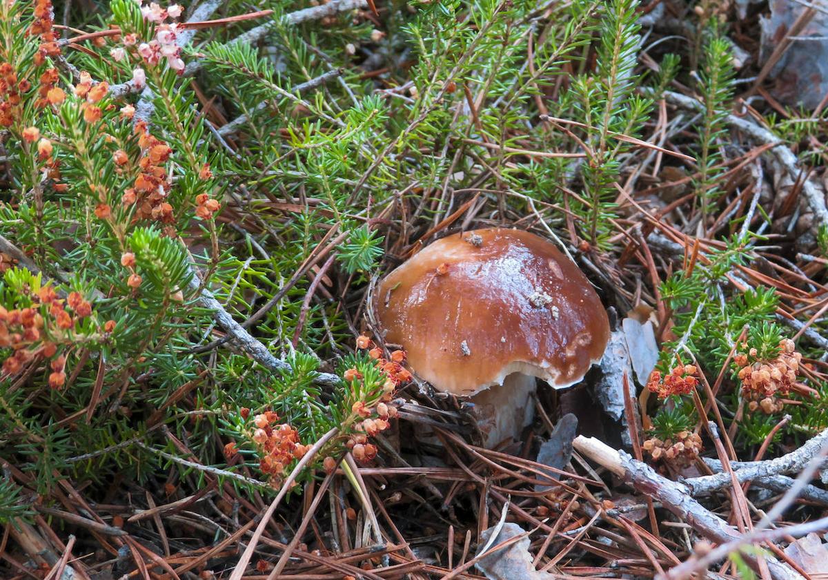 Ejemplar de boletus edulis en los montes de Soria.