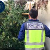 Desmantelan una plantación de marihuana en Valladolid por valor de 28.000 euros