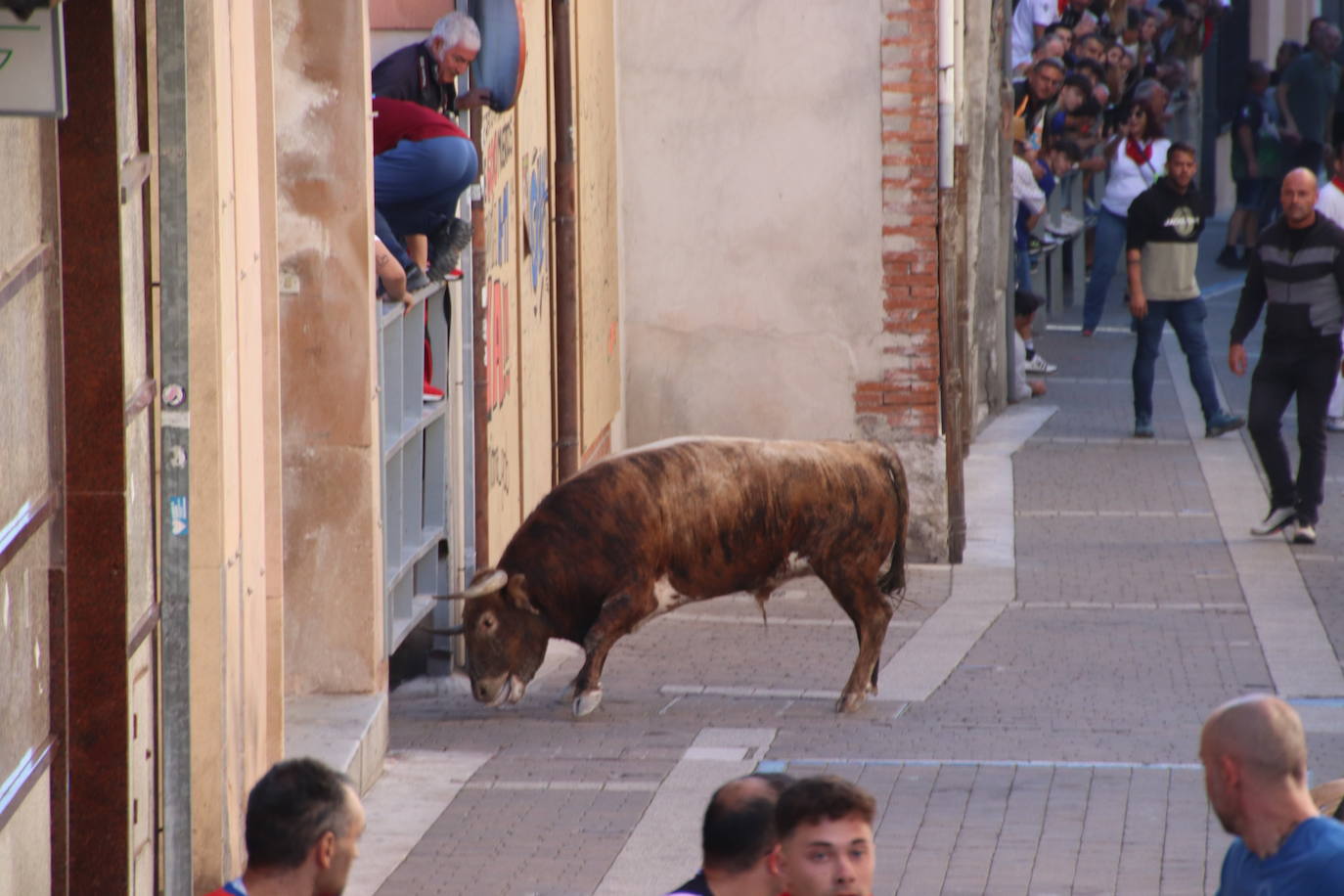 El encierro de San Miguel en Cuéllar, en imágenes