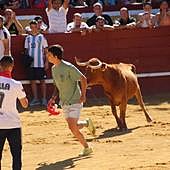 Cuéllar pone fin a sus festejos taurinos con un encierro y probadilla con vaquillas