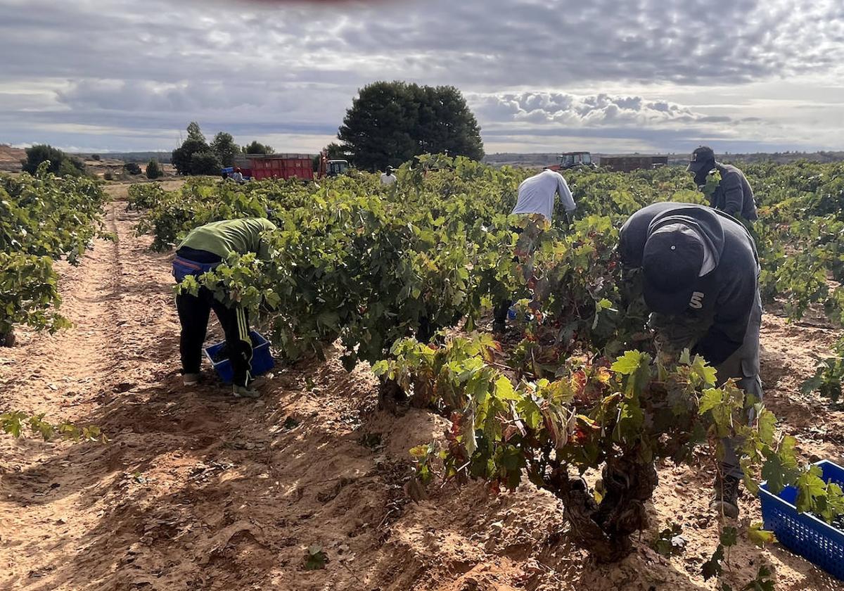 Vendimia en Ribera del Duero este pasado mes de septiembre.