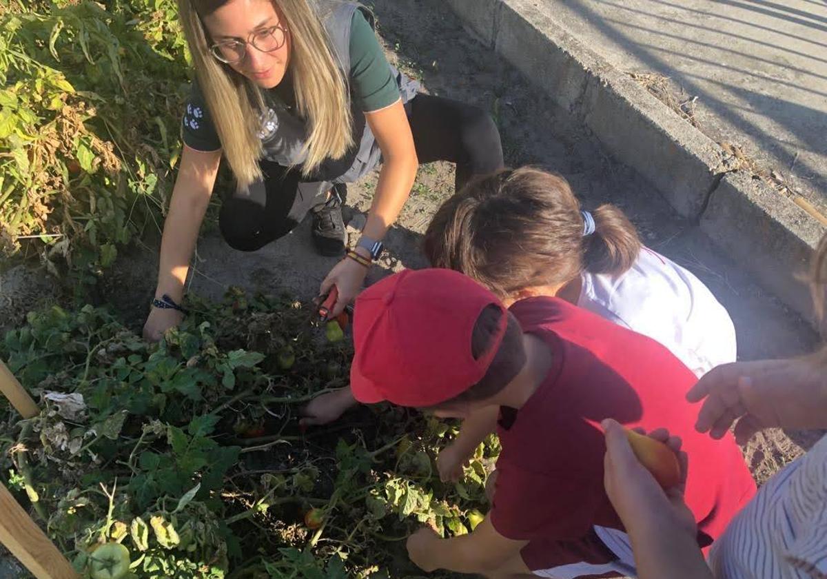 Escolares trabajan en el huerto junto a una profesora.