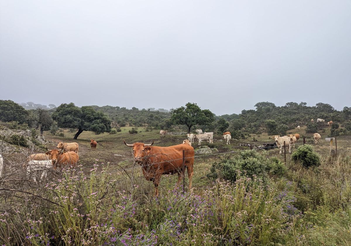 Vacas pastando en una explotación salmantina.