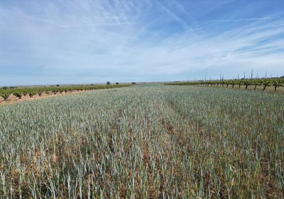 13.485 agricultores y ganaderos solicitan 564 millones en ayudas por la sequía