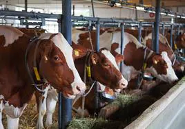 UCCL acusa a la industria de la pérdida del 35% de las granjas de leche y cabra desde 2015