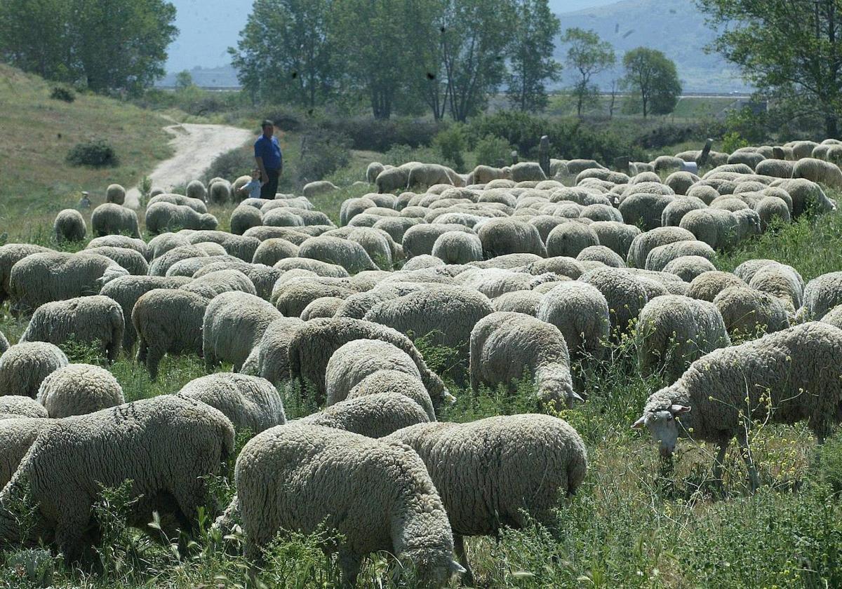 Un rebaño de ovejas en la provincia de Segovia.