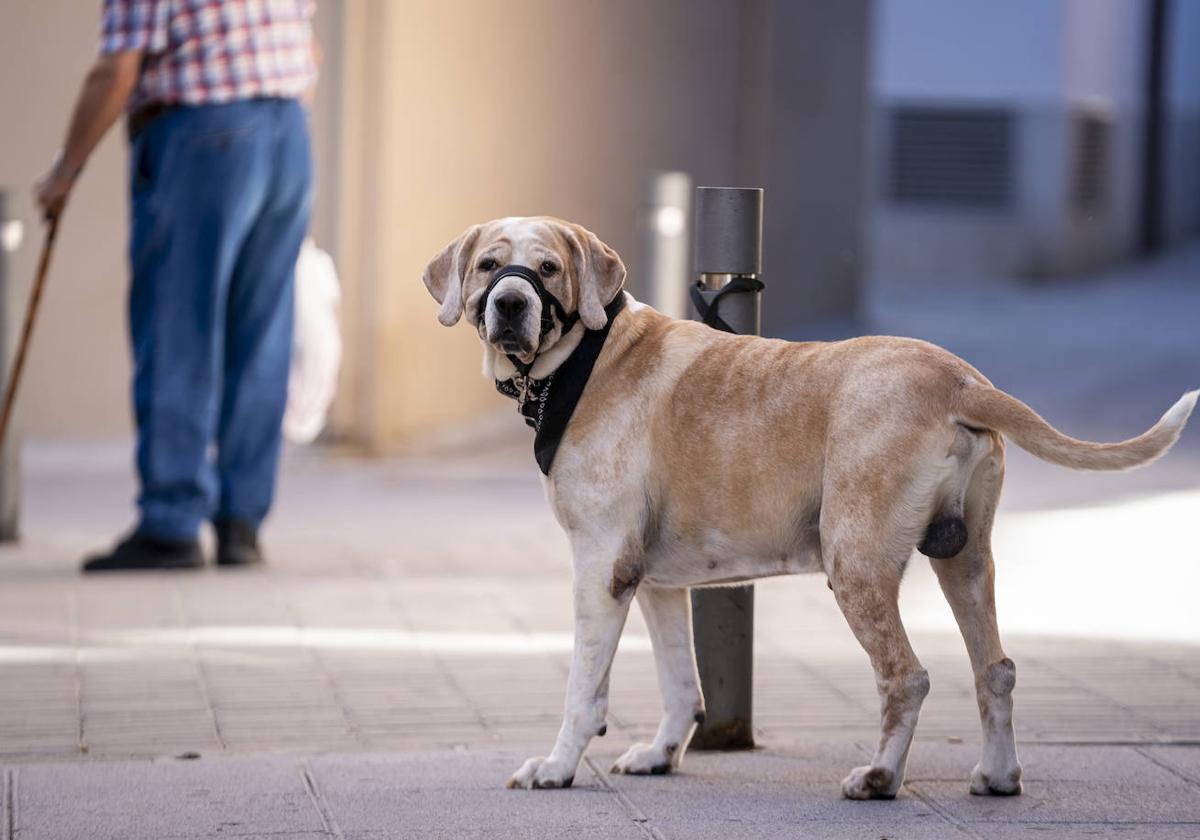 Un perro atado a un bolardo hace unos días en Madrid.