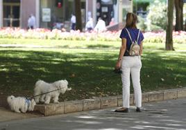 Una mujer pasea a sus perros.