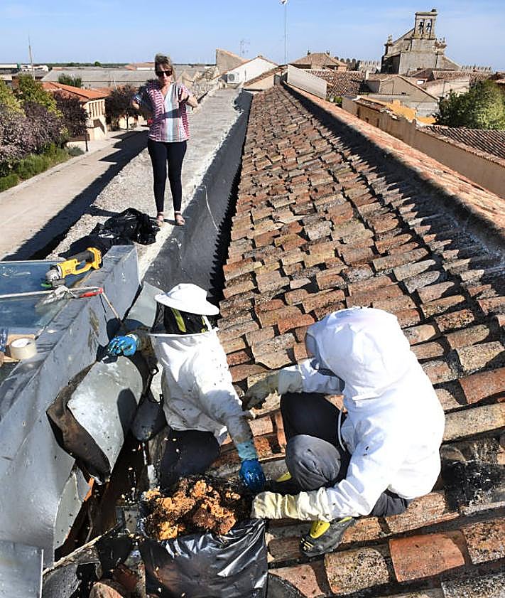 Imagen secundaria 2 - Bomberos al rescate de las abejas en Urueña