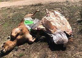 Tres animales muertos en una explotación salmantina como consecuencia de la EHE.