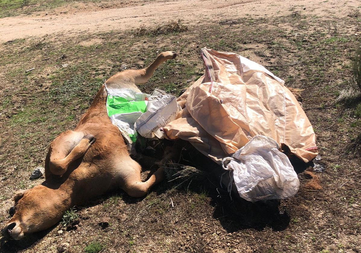 Tres animales muertos en una explotación salmantina como consecuencia de la EHE.