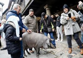 El último ejemplar del marrano de San Antón, rifado en enero pasado.