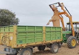 Un ganadero deposita una vaca muerta como consecuencia de la EHE en un remolque.