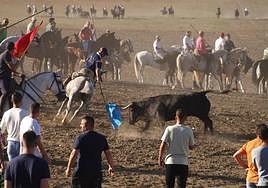 Un momento del encierro tradicional al estilo de la villa.
