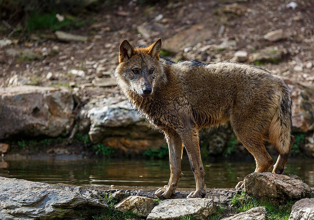 Ecologistas pide 6.300 euros de multa para dos furtivos por intentar abatir un lobo