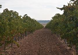 Asaja pide a Agricultura una 'mesa de crisis' para la DO Rueda