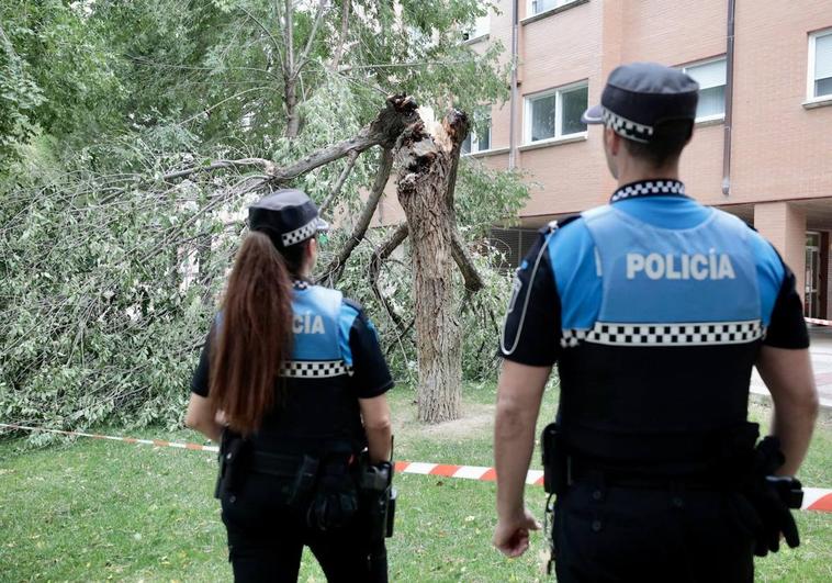 La Policía Local, junto a uno de los tres árboles que ha tirado el viento en la Cistérniga.