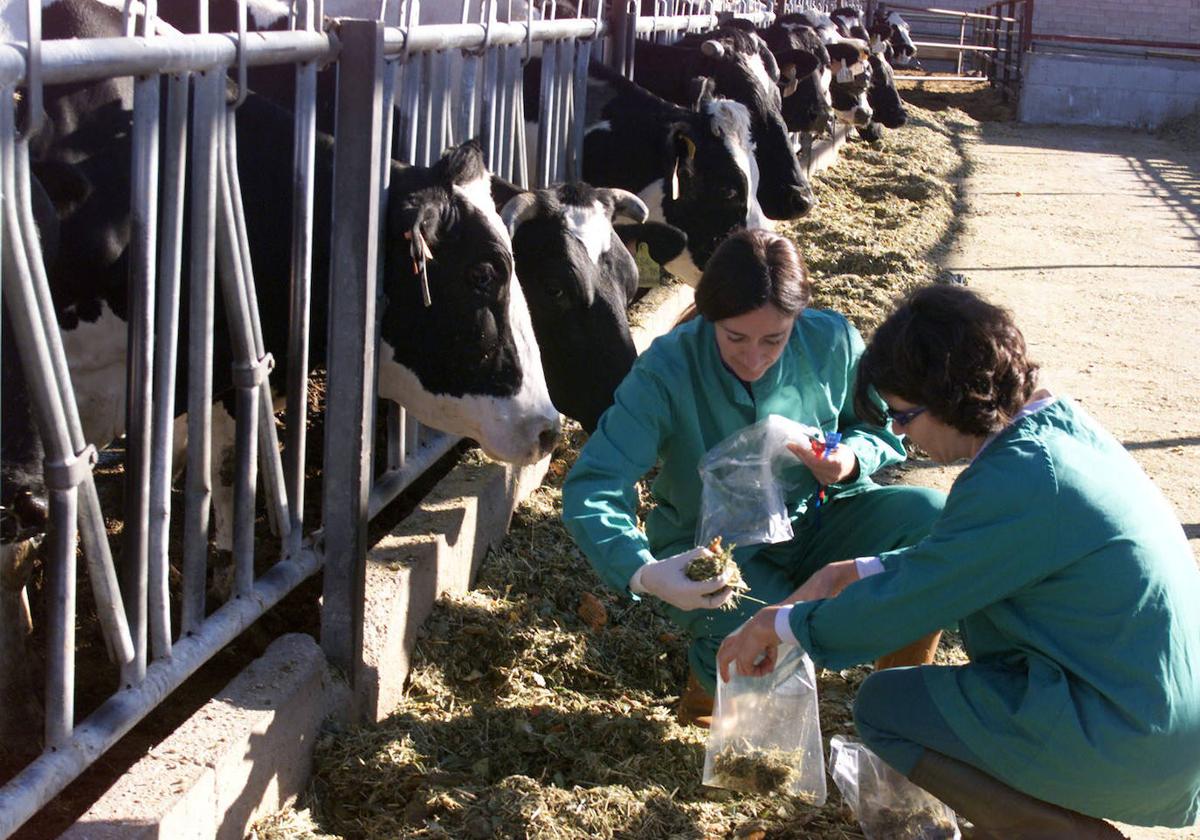 Dos veterinarias en una explotación de vacuno de leche.