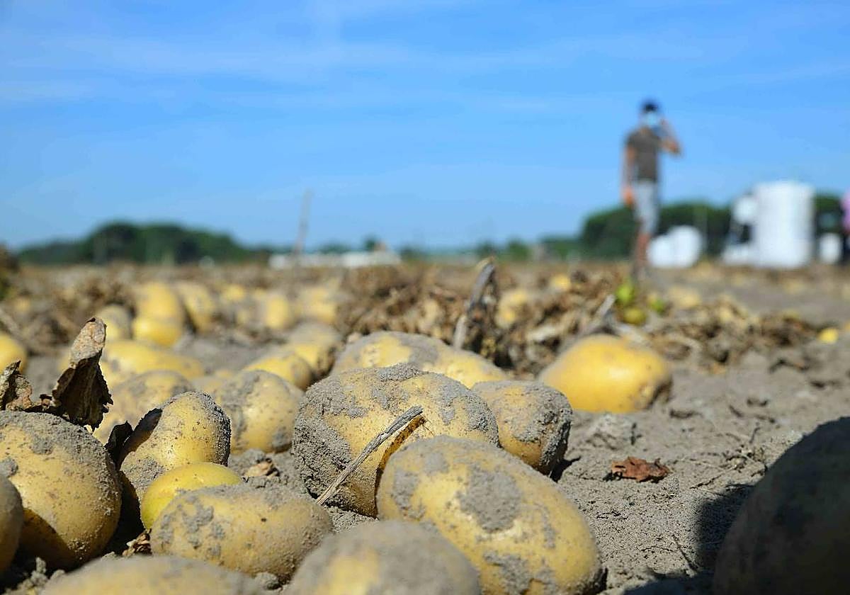 Patatas listas para recoger.