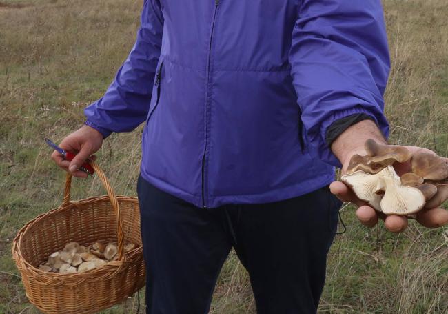 Un aficionado recoge setas de cardo.