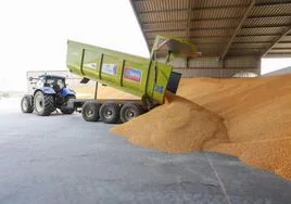 Ligera caída del precio del cereal en Zamora